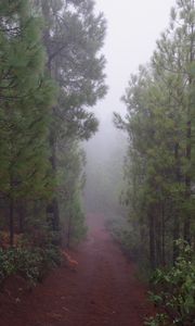 Превью обои дорога, лес, туман, деревья