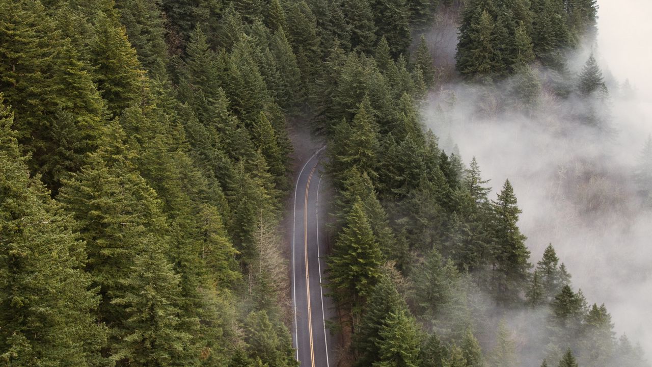Обои дорога, лес, туман, деревья, вид сверху