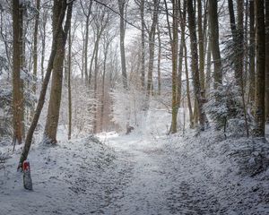 Превью обои дорога, лес, зима, деревья, тропинка