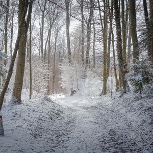 Превью обои дорога, лес, зима, деревья, тропинка