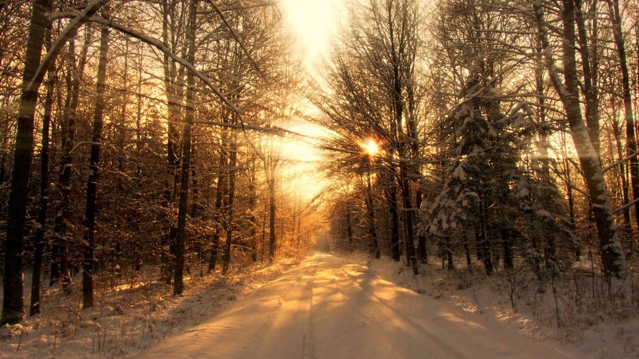 Обои дорога, лес, зима, снег, деревья, солнечный свет, лучи, тени