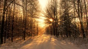 Превью обои дорога, лес, зима, снег, деревья, солнечный свет, лучи, тени