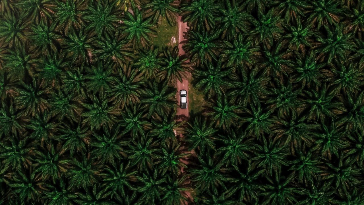 Обои дорога, машина, пальмы, вид сверху, ветки