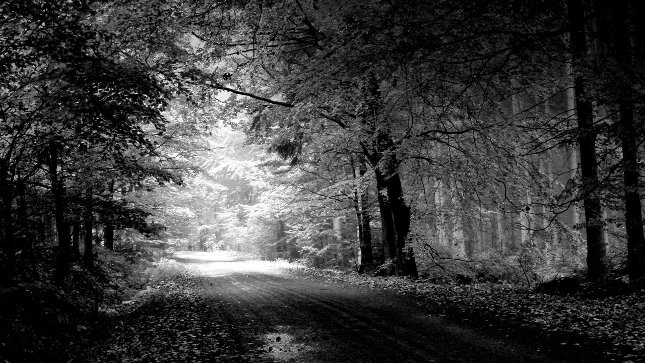 Обои дорога, осень, черно-белые, деревья, лужа