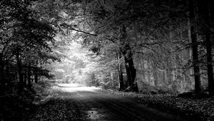Превью обои дорога, осень, черно-белые, деревья, лужа
