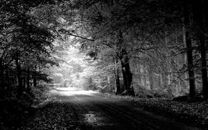 Превью обои дорога, осень, черно-белые, деревья, лужа