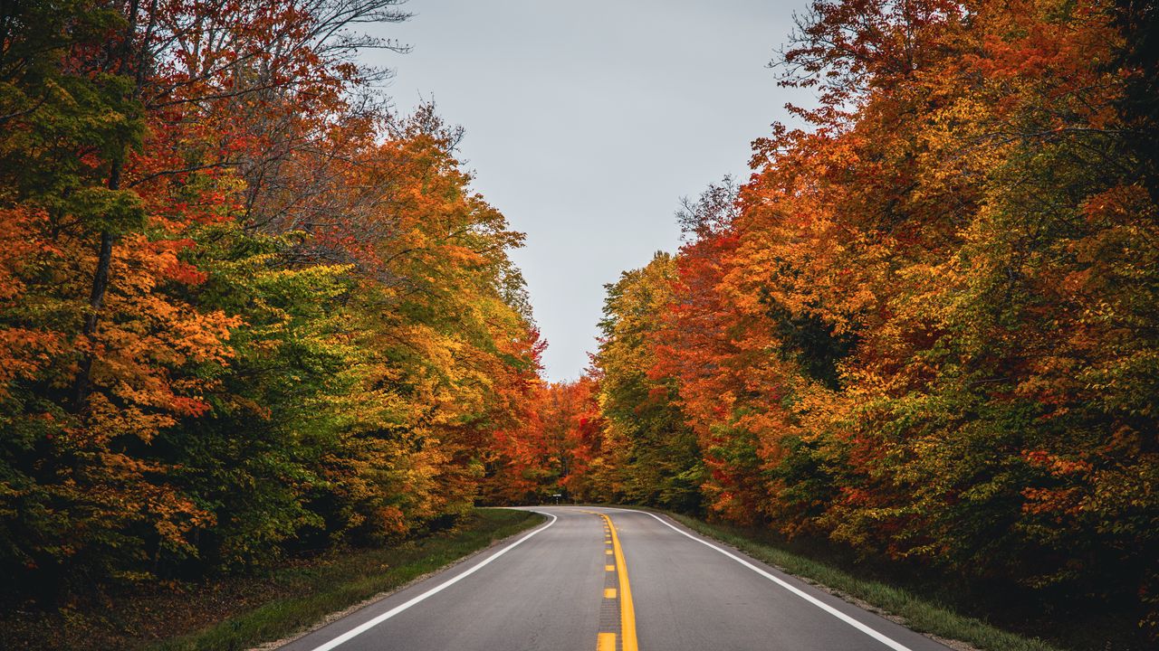 Обои дорога, осень, деревья, природа