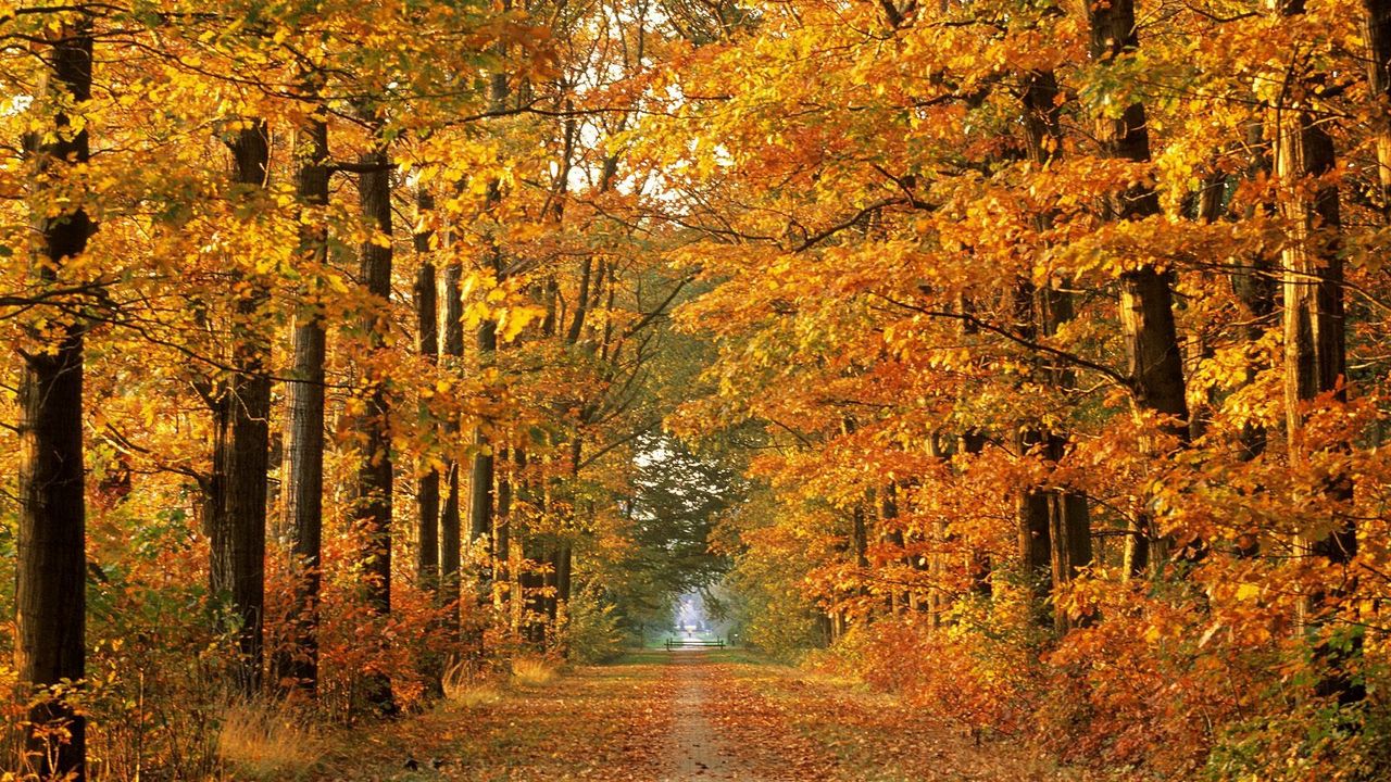 Обои дорога, осень, деревья, аллея, листопад, октябрь, путь
