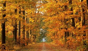 Превью обои дорога, осень, деревья, аллея, листопад, октябрь, путь