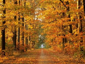 Превью обои дорога, осень, деревья, аллея, листопад, октябрь, путь