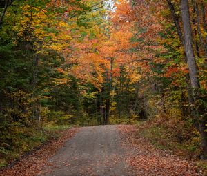 Превью обои дорога, осень, лес, деревья, природа, пейзаж