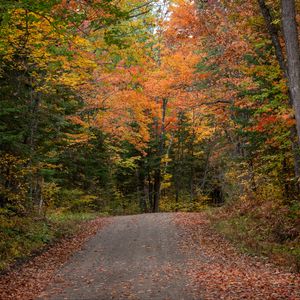 Превью обои дорога, осень, лес, деревья, природа, пейзаж