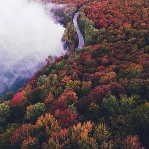 Превью обои дорога, осень, туман, деревья