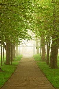 Превью обои дорога, парк, туман, утро, деревья, зелень