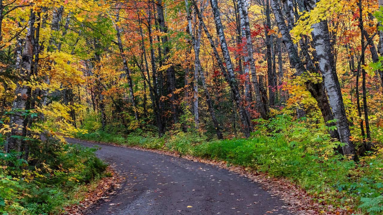 Обои дорога, поворот, деревья, осень, лес, природа
