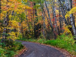 Превью обои дорога, поворот, деревья, осень, лес, природа