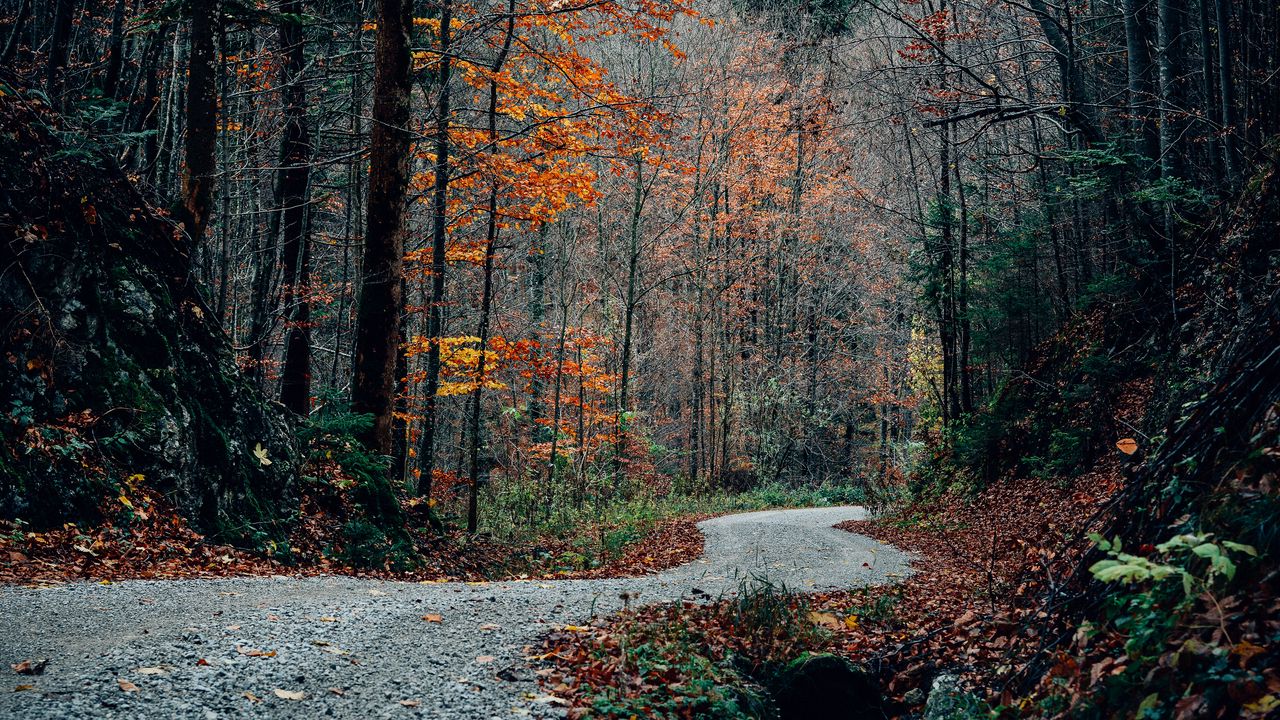 Обои дорога, поворот, деревья, осень