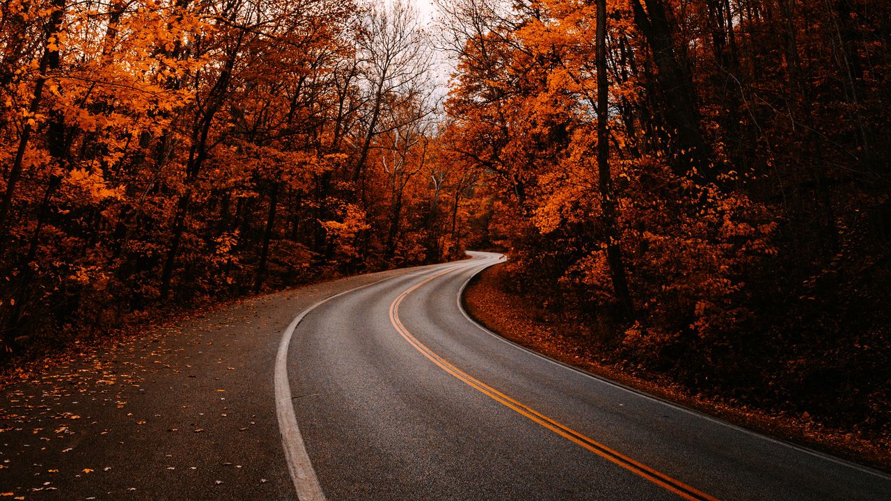 Обои дорога, поворот, деревья, осень, опавшая листва, природа