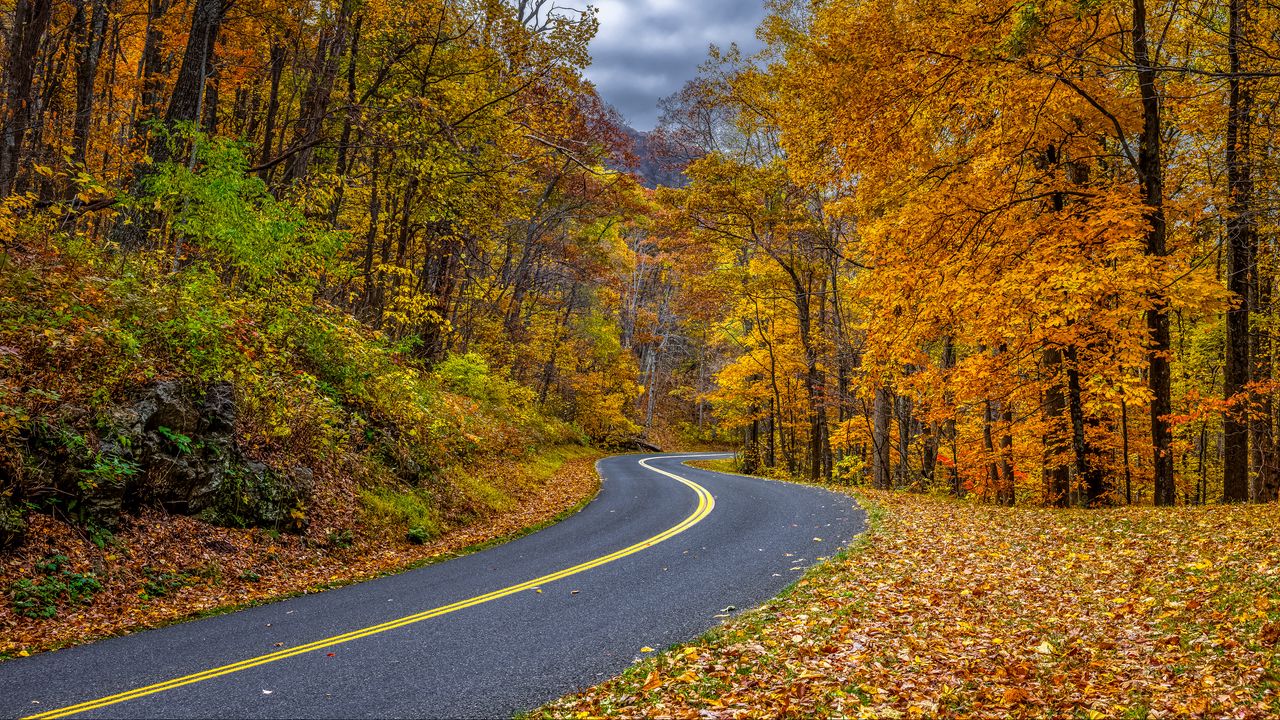 Обои дорога, поворот, деревья, листья, осень