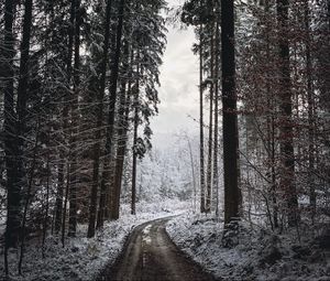 Превью обои дорога, поворот, деревья, снег, зима, черно-белый