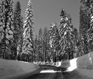Превью обои дорога, поворот, деревья, снег, зима, солнечный свет, черно-белый