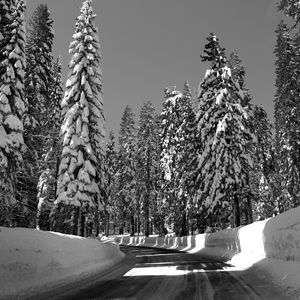 Превью обои дорога, поворот, деревья, снег, зима, солнечный свет, черно-белый