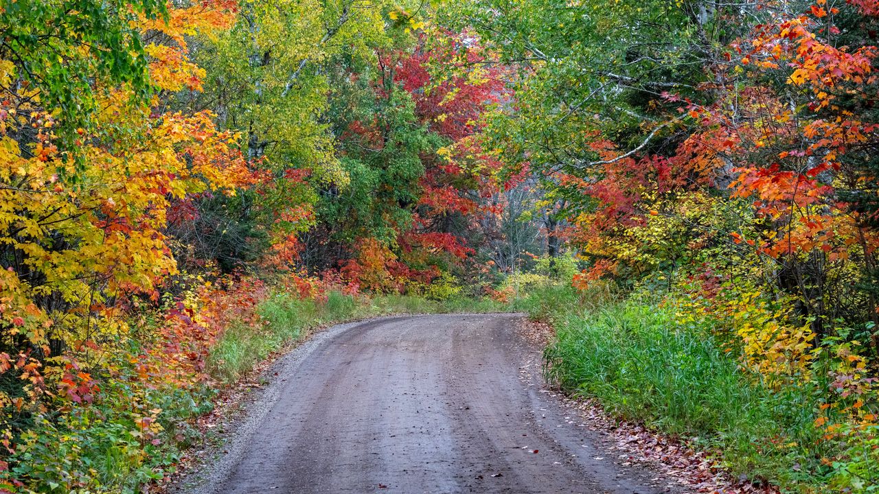 Обои дорога, поворот, лес, деревья, осень, природа