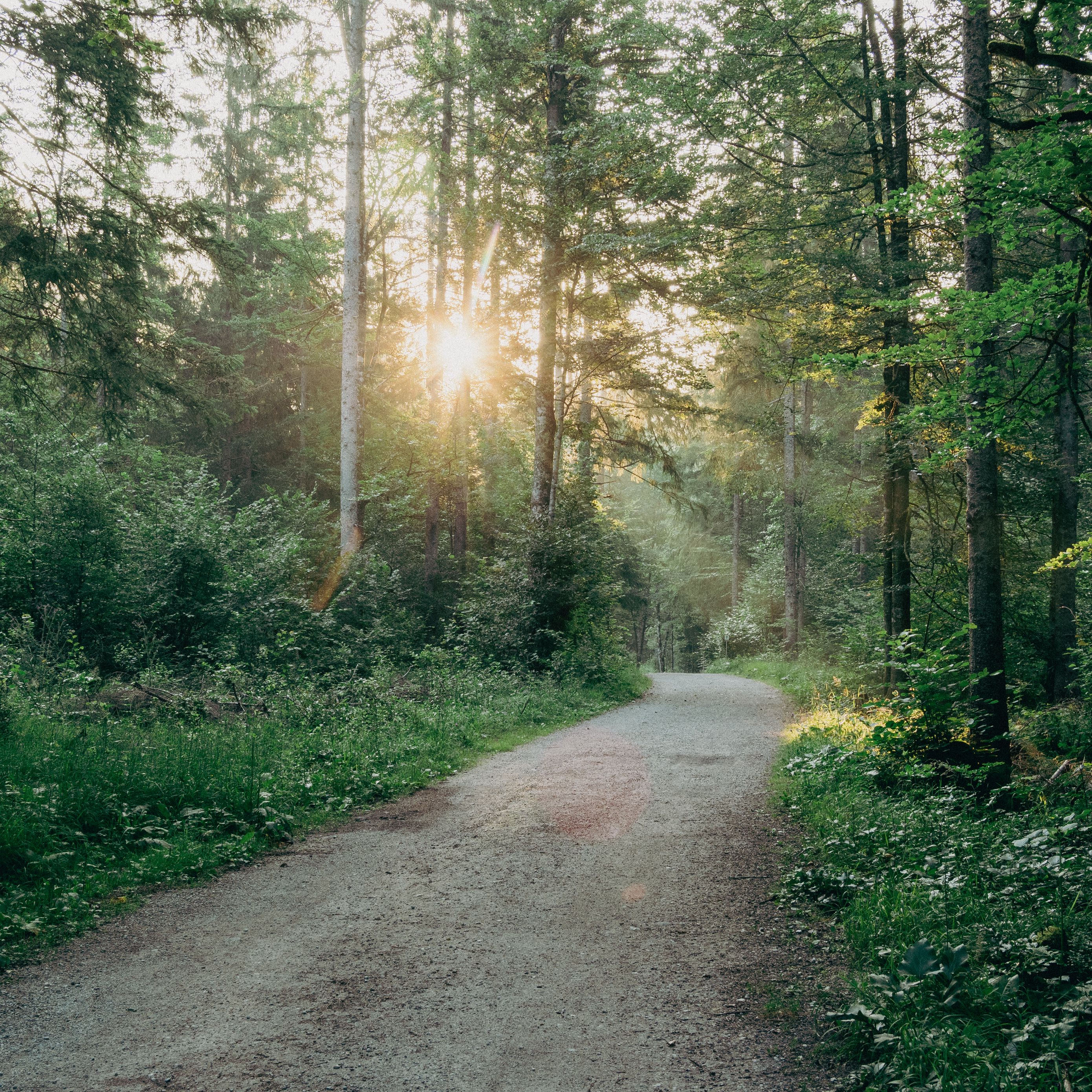 При входе в лес я повернул. Избушка избушка повернись ко мне лесом к переду задом. При входе в лес я повернул. При входе в лес я повернул. Правила поведения в лесу.