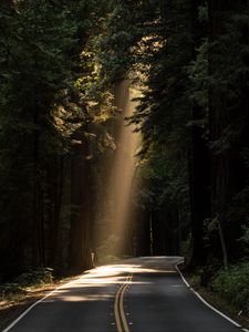 Превью обои дорога, поворот, солнечный свет, лес, деревья