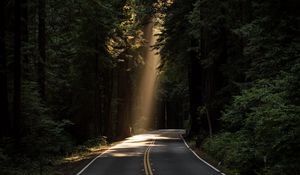 Превью обои дорога, поворот, солнечный свет, лес, деревья