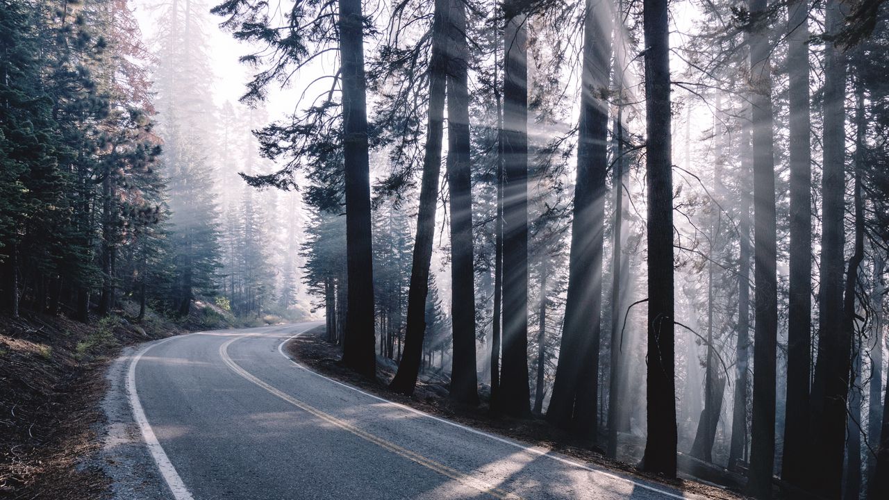 Обои дорога, поворот, туман, деревья, лес, солнечный свет
