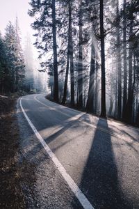Превью обои дорога, поворот, туман, деревья, лес, солнечный свет