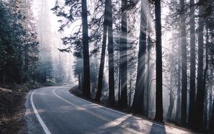 Превью обои дорога, поворот, туман, деревья, лес, солнечный свет