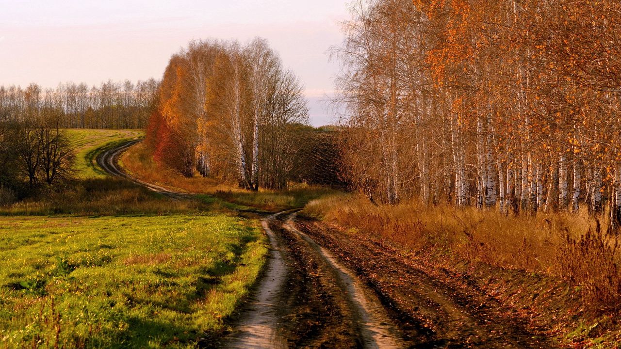 Обои дорога, проселочная, березы, осень, россия, поля