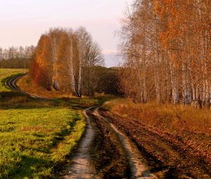 Превью обои дорога, проселочная, березы, осень, россия, поля