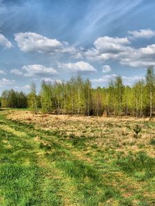 Превью обои дорога, проселочная, деревья, лето, трава, небо, след, лес, молодняк