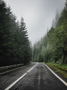 Превью обои дорога, разметка, ель, деревья, лес