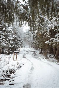 Превью обои дорога, снег, деревья, собака, зима, природа