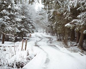 Превью обои дорога, снег, деревья, собака, зима, природа