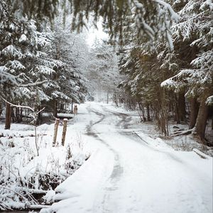 Превью обои дорога, снег, деревья, собака, зима, природа