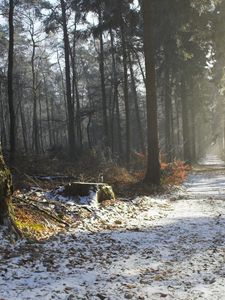 Превью обои дорога, снег, деревья, пень, лес, свет, лучи