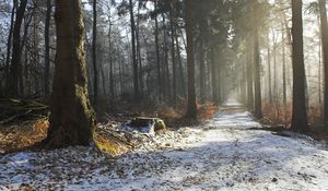 Превью обои дорога, снег, деревья, пень, лес, свет, лучи