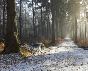 Превью обои дорога, снег, деревья, пень, лес, свет, лучи