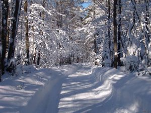 Превью обои дорога, снег, сугробы, деревья, лес