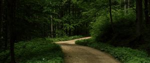 Превью обои дорога, трава, деревья, парк, природа, лес