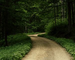 Превью обои дорога, трава, деревья, парк, природа, лес