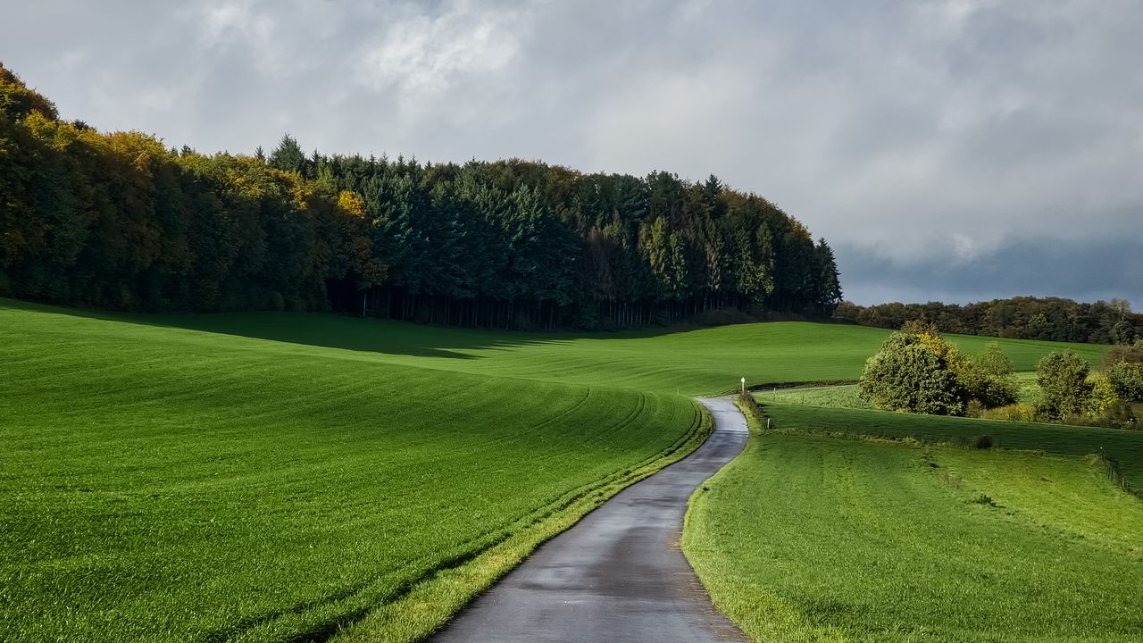 Обои дорога, трава, поле, лес, природа, пейзаж картинки на рабочий стол,  фото скачать бесплатно