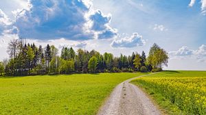 Превью обои дорога, тропинка, деревья, трава