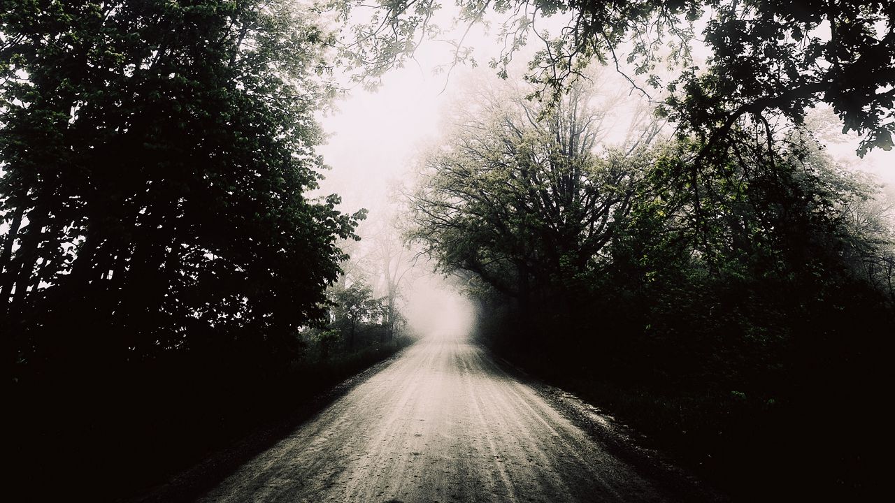 Обои дорога, туман, чб, деревья
