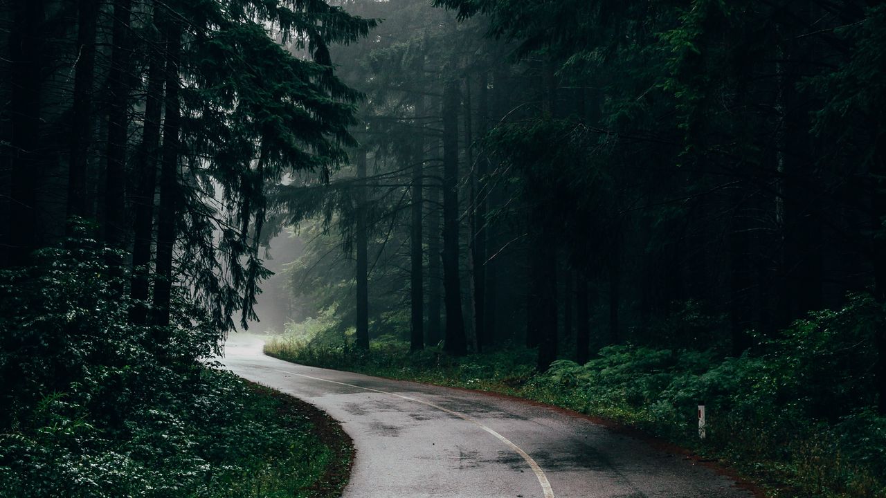 Обои дорога, туман, деревья, поворот, асфальт